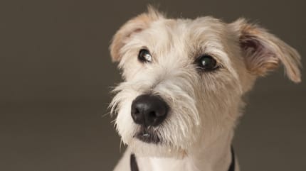 Ein weißer Hund sieht zur Seite