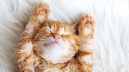 gato recien nacido