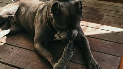 cane e scoiattolo