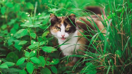 Tollwut bei der Katze: Orange Straßenkatze vor Mauer