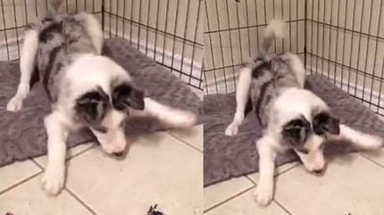 Junger Hund in Abwehrhaltung