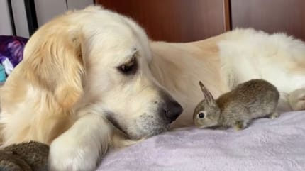 Golden retriever becomes proud mother to five baby bunnies (video)