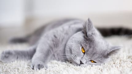 nombres para gatos grises