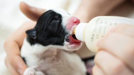 cucciolo-di-cane-nutrito-col-biberon