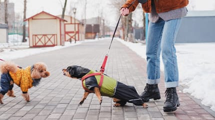 cani-che-litigano-per-strada