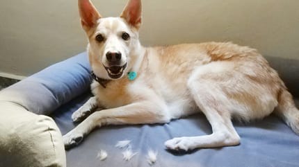 muda de pelo en perros