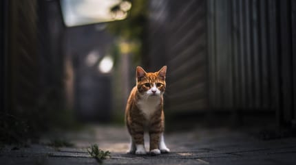 gato perdido en calle oscura