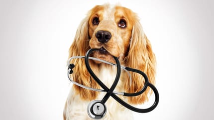 Cocker Spaniel with stethoscope in mouth