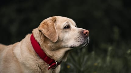 Old Labrador dog