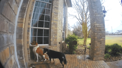 three mutts standing outside a house