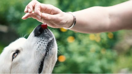 los perros pueden comer cerezas