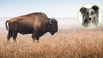Büffel für Hunde