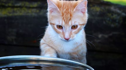 Gatto beve acqua