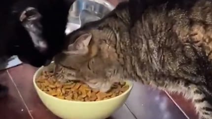 Zwei Katze fressen über Futterschale