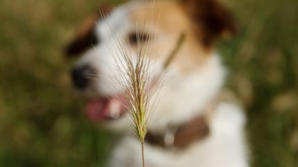 Can grass seeds kill dogs: Grass seed with dog in the background