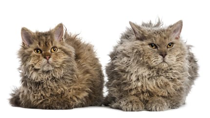 gatos de pelo chino duro