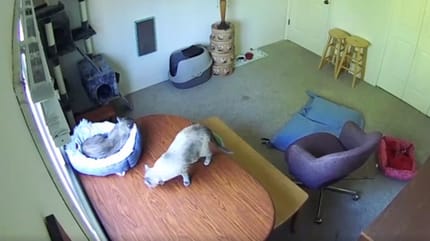 cat sleeping in cat bed and cat standing on table