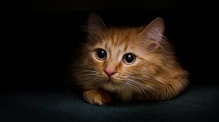 los gatos y los terremotos