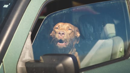 brown dog barking behind car window