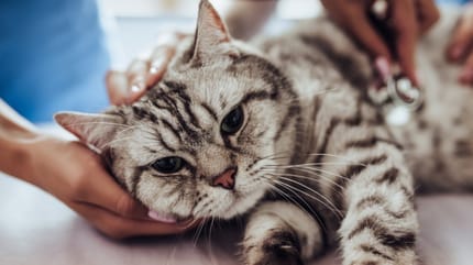 gato con hongos veterinario