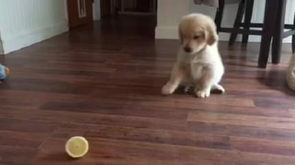 cucciolo di golden retriever gioca con un limone