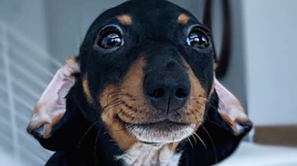 perro salchicha sonriendo