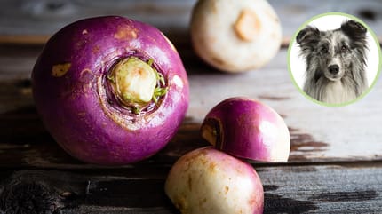 Steckrüben für Hunde