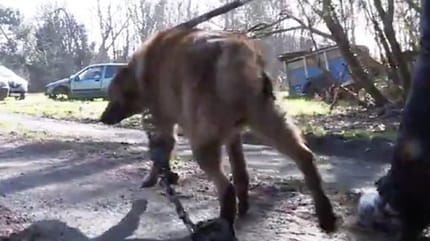 Brauner Hund an Leine, Auto im Hintergrund