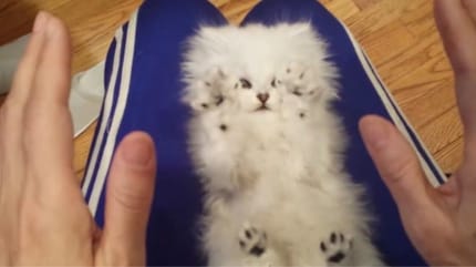 Mały, biały pers na kolanach.