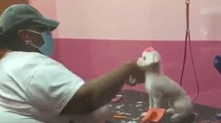Groomer_i_maltanczyk