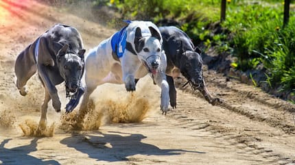 Schnellste Hunderassen der Welt