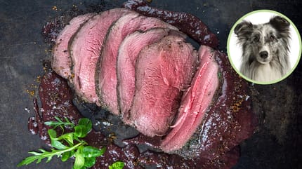 Wildschwein für Hunde