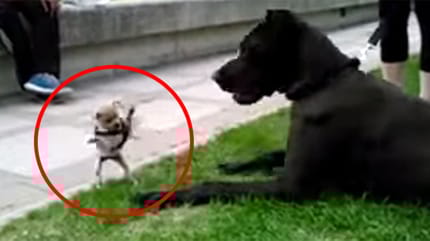 chihuahua puppy pawing at great dane