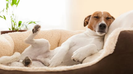 Ein Hund liegt seitlich auf der Couch