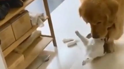 Golden retriever trzyma głowę kota w pysku