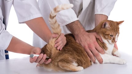 como saber si un gato tiene fiebre