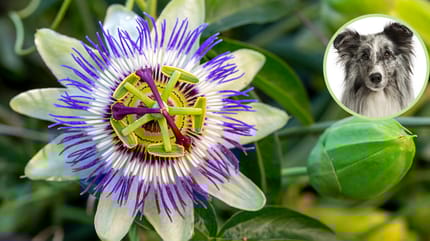 Passionsblume für Hunde
