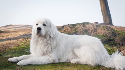 White Polish Tatra Sheepdog