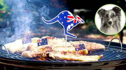 Kängurufleisch für Hunde