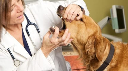 veterinaria visita la bocca del cane