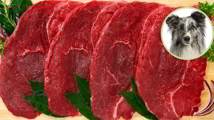 Pferdefleisch für Hunde