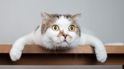 como espantar a un gato