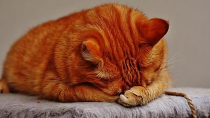 gatto-rosso-triste