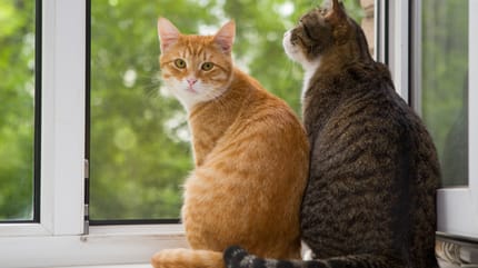 One ginger cat and one brown cat on a window  sill