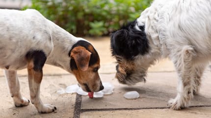 Two Jack Russell dogs eating ice cubes on the floor