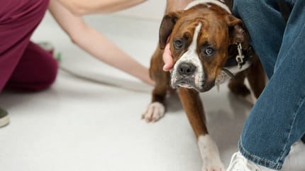 mi perro tiene miedo al veterinario