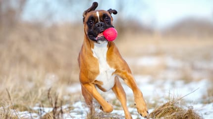 como educar a un boxer