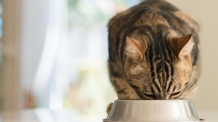 gato comiendo