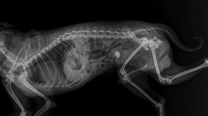 Blasensteine bei Katzen