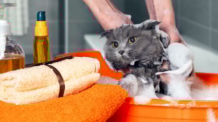gato recibe baño con champu en una palangana